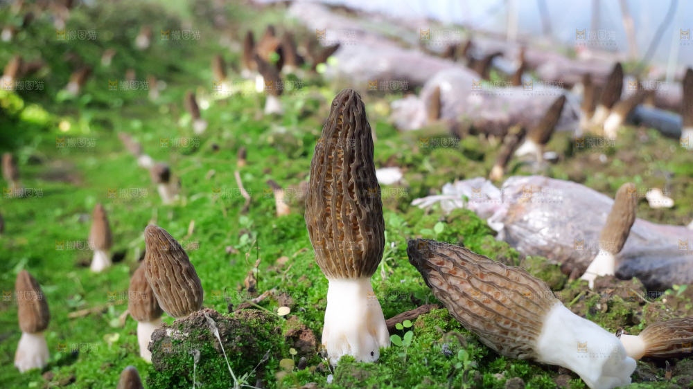 羊肚菌种植基地