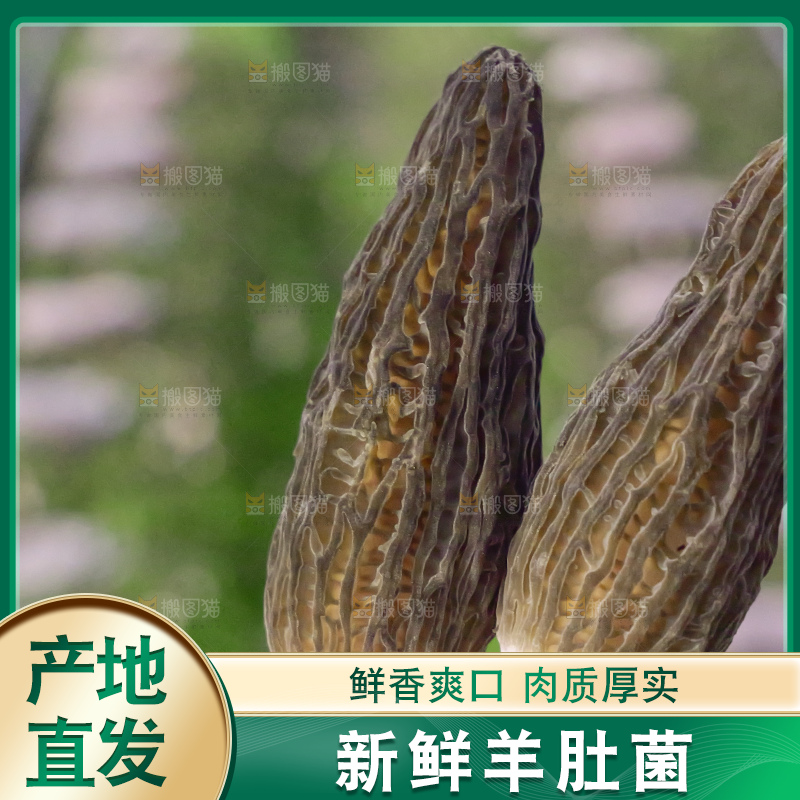手里拿着新鲜羊肚菌
