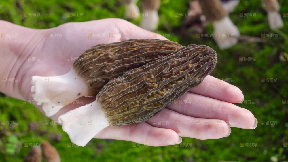 手里拿着新鲜羊肚菌