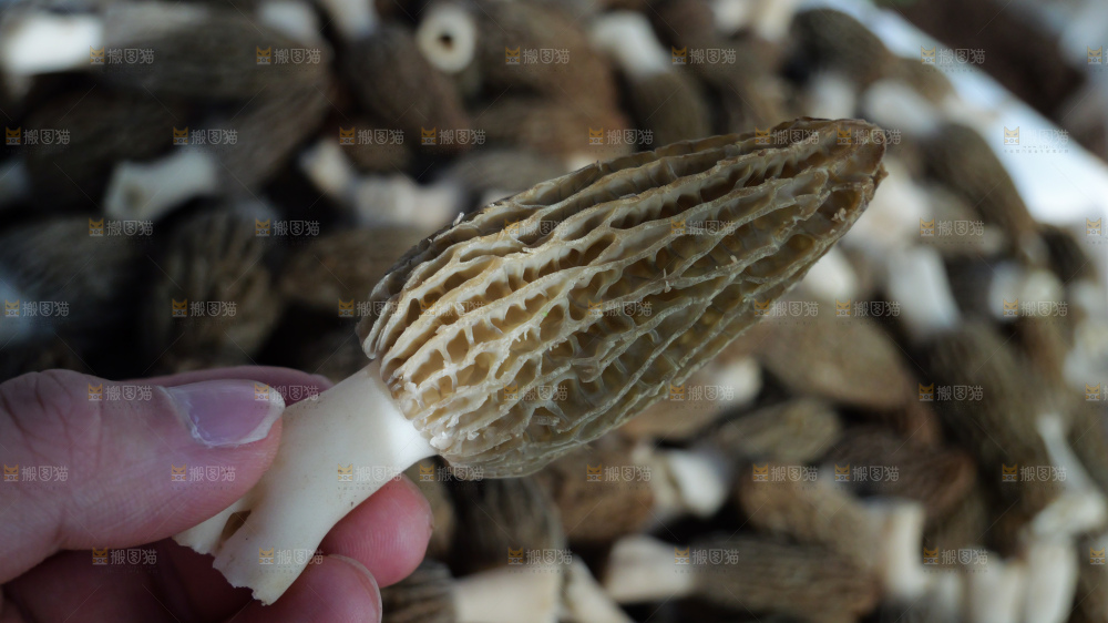 堆放着的新鲜羊肚菌