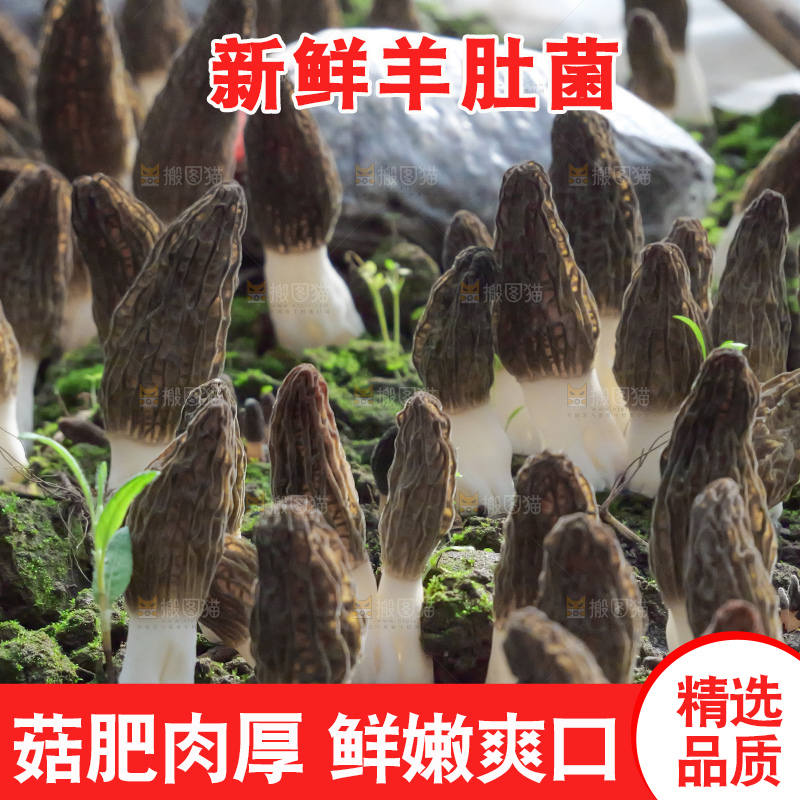 羊肚菌主图
