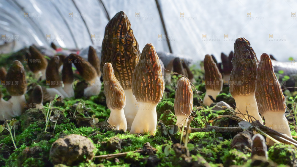 羊肚菌种植基地