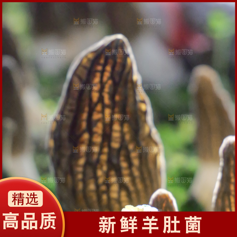 羊肚菌种植基地