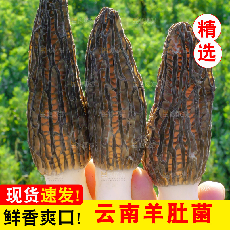 羊肚菌主图