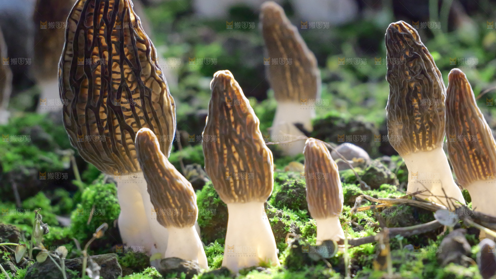 羊肚菌种植基地