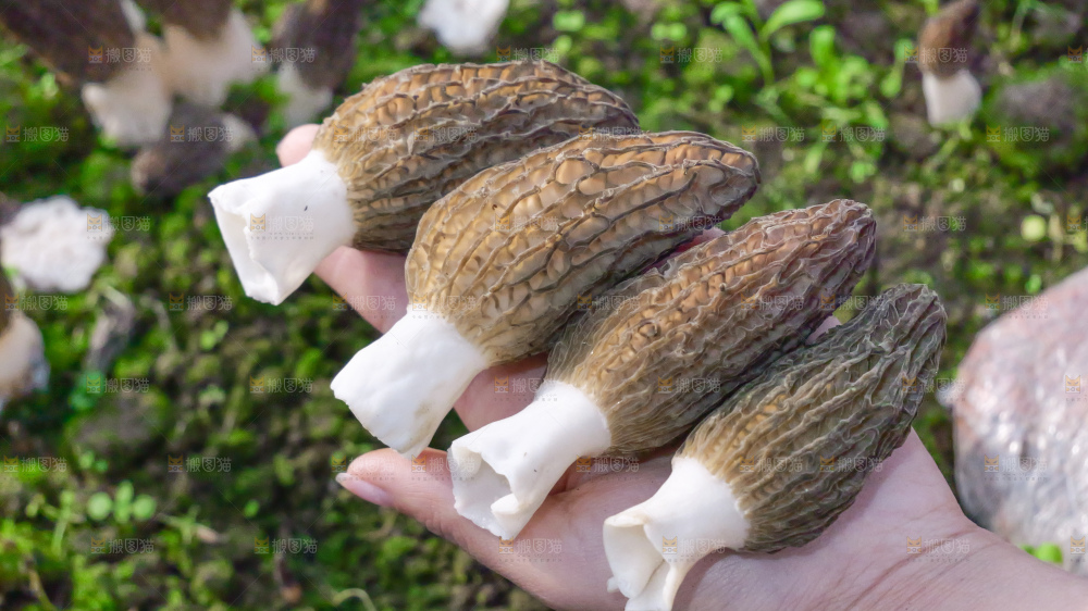 手里拿着新鲜羊肚菌