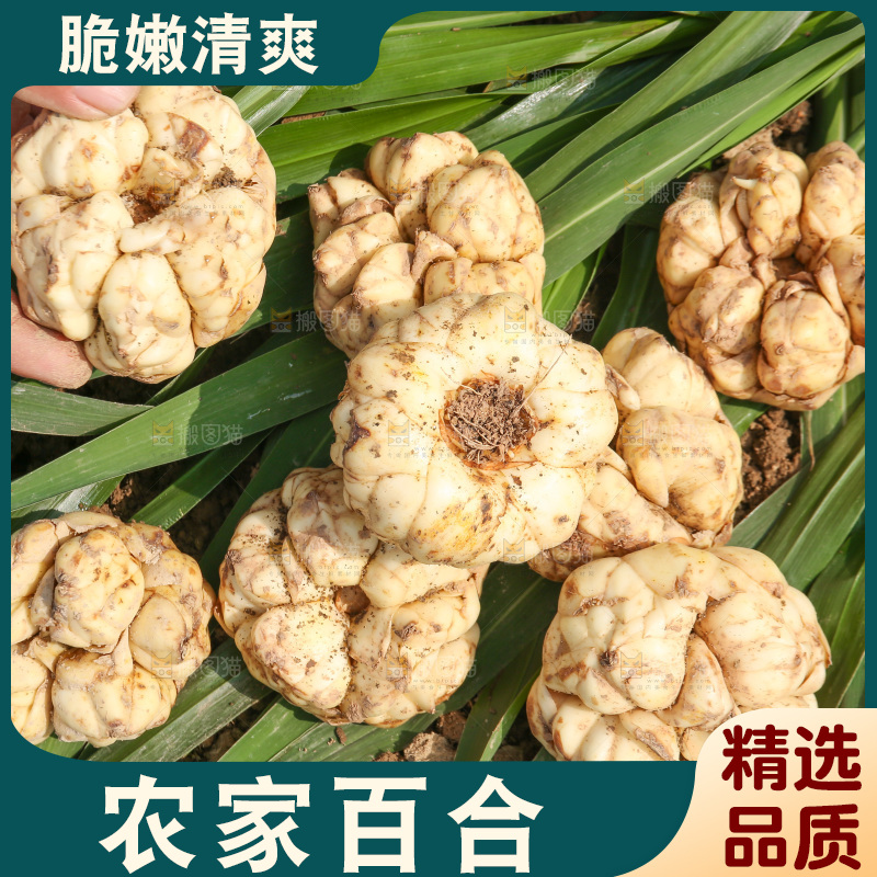 地里的新鲜百合