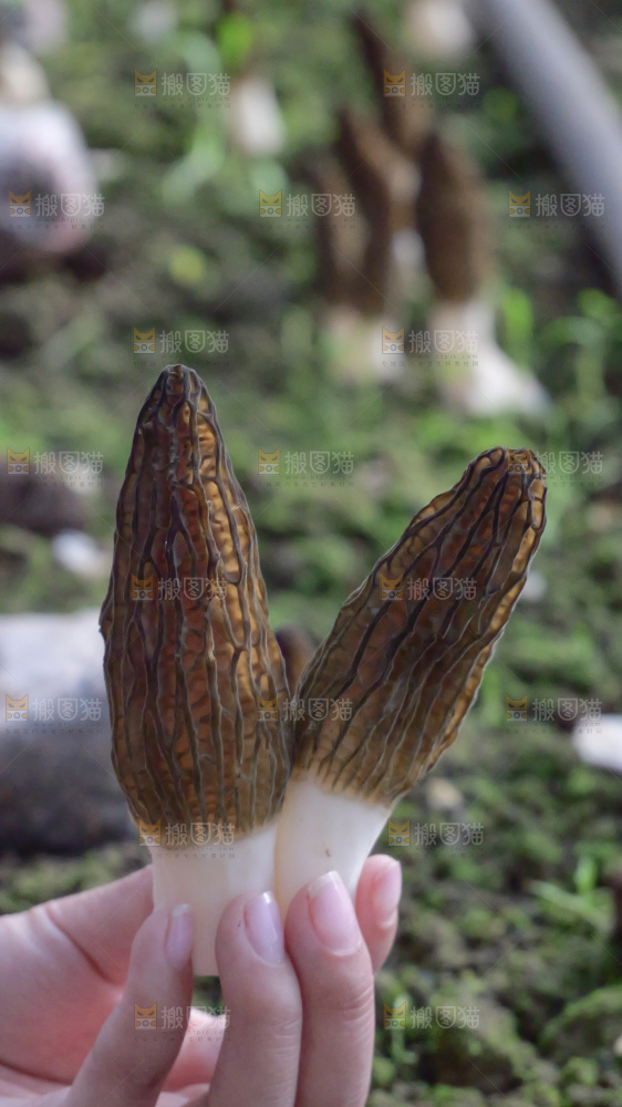 手里拿着新鲜羊肚菌