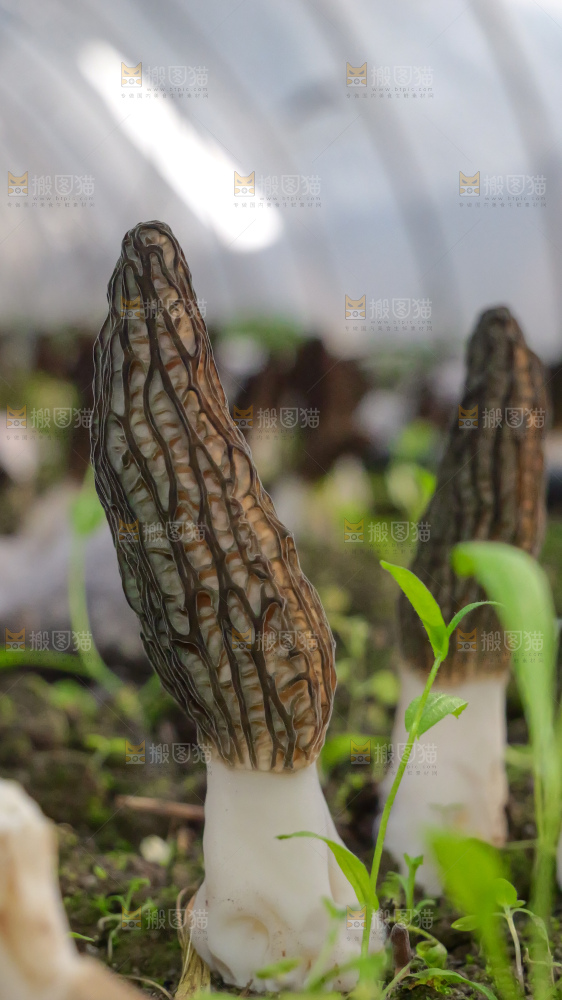 羊肚菌种植基地