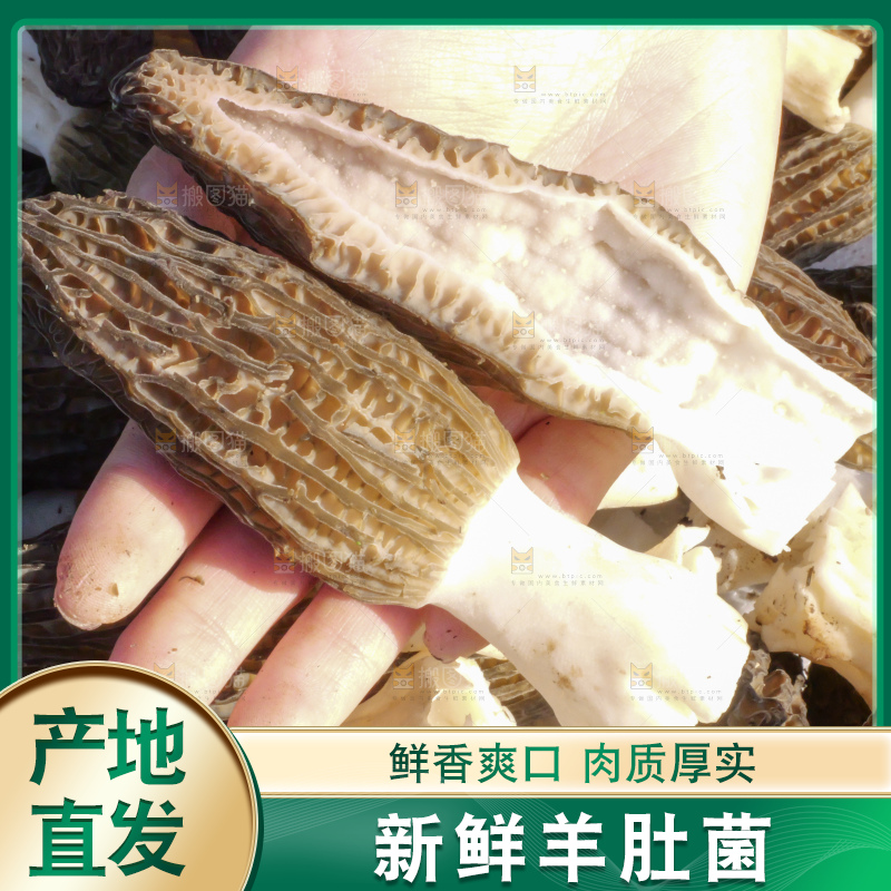 手里拿着新鲜羊肚菌