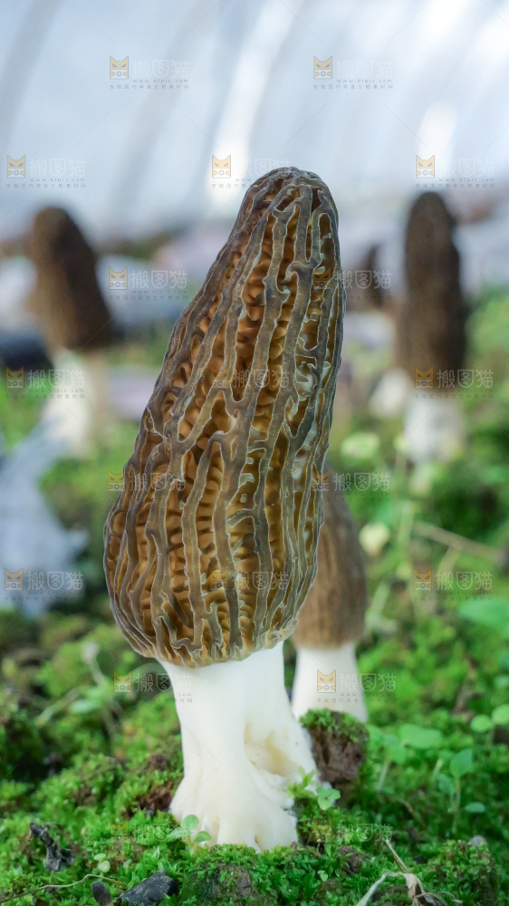 羊肚菌种植基地