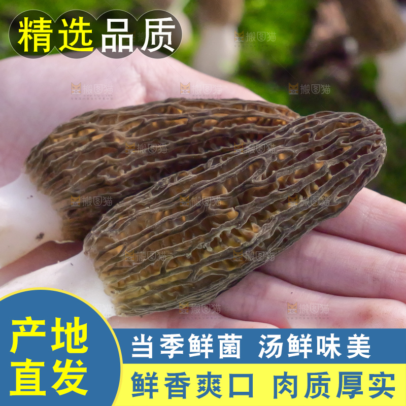 手里拿着新鲜羊肚菌