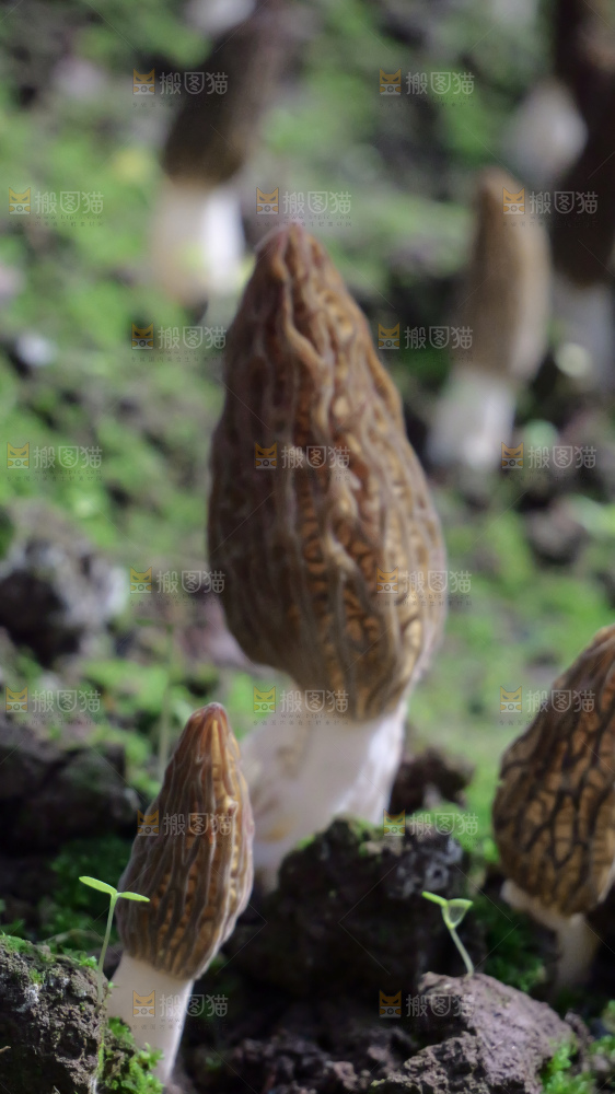 羊肚菌种植基地