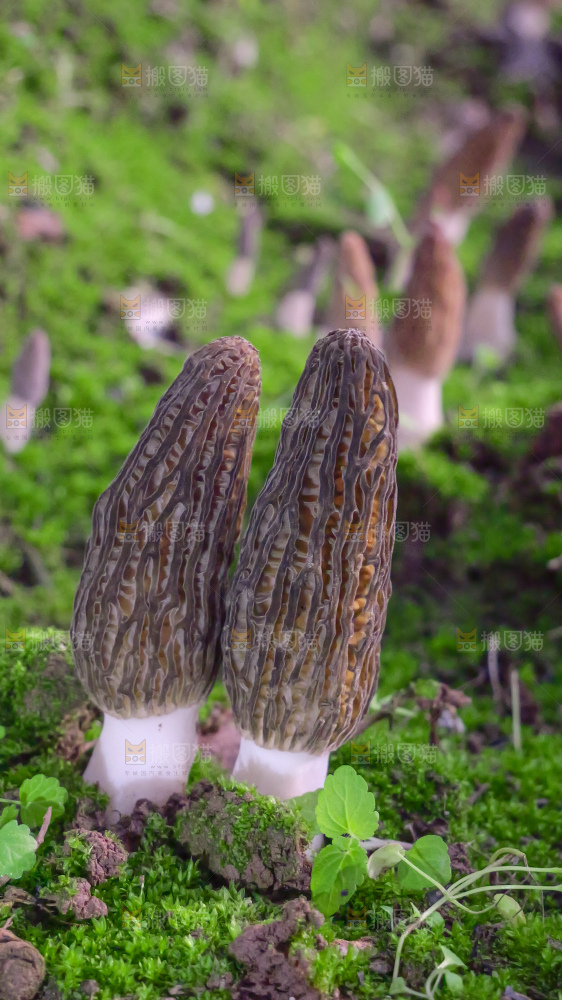 手里拿着新鲜羊肚菌