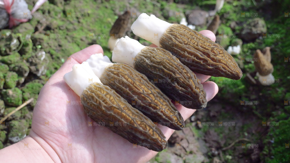 新鲜羊肚菌
