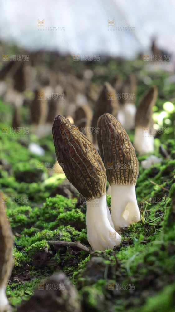 羊肚菌种植基地