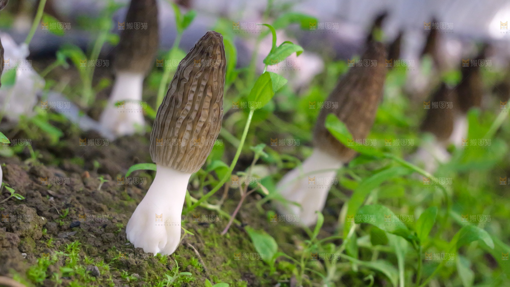 羊肚菌种植基地