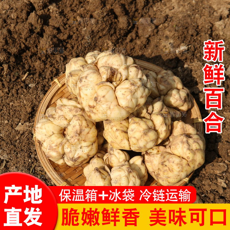 地里的新鲜百合