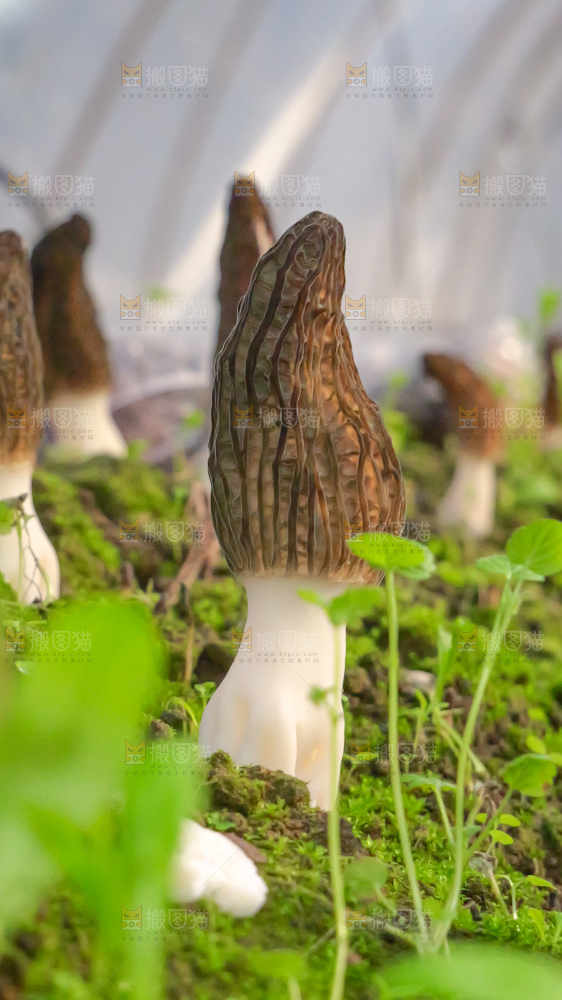 羊肚菌种植基地