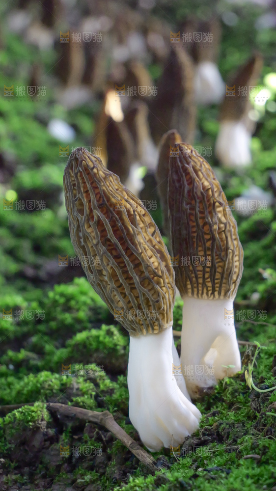 羊肚菌种植基地