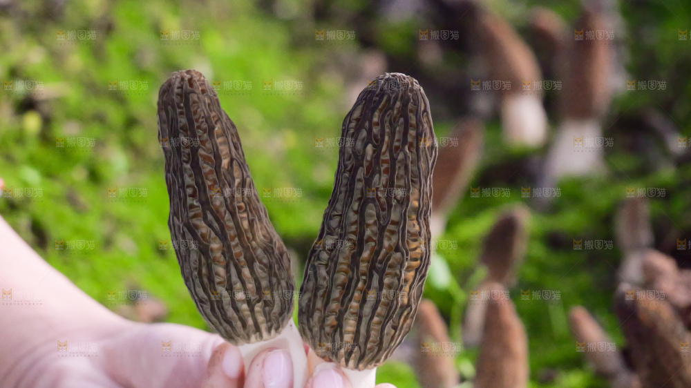 手里拿着新鲜羊肚菌
