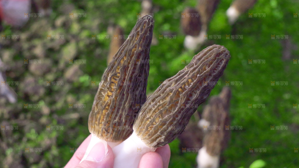 手里拿着新鲜羊肚菌