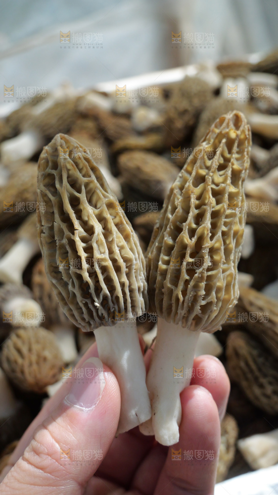 堆放着的新鲜羊肚菌