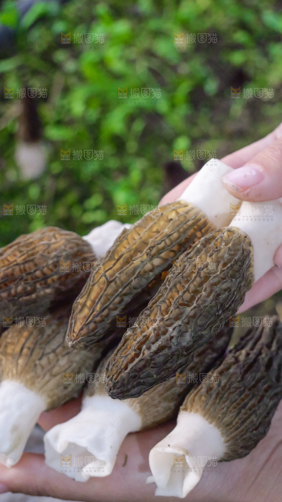 手里拿着新鲜羊肚菌