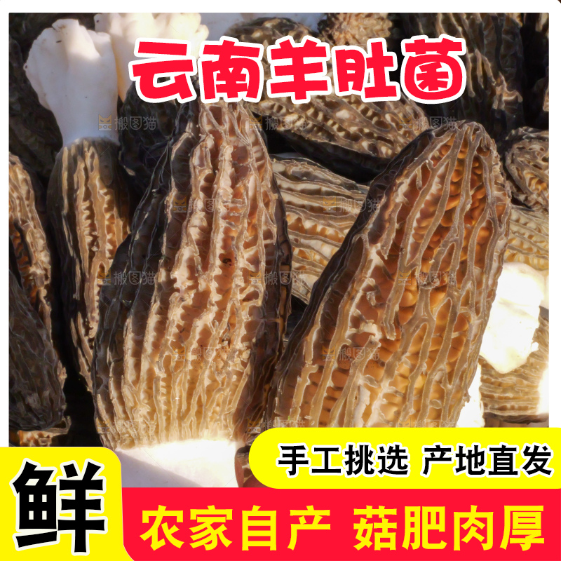 手里拿着新鲜羊肚菌
