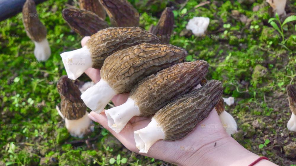 手里拿着新鲜羊肚菌