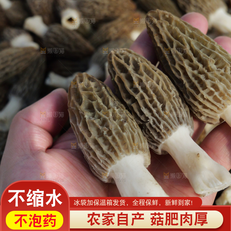 堆放着的新鲜羊肚菌