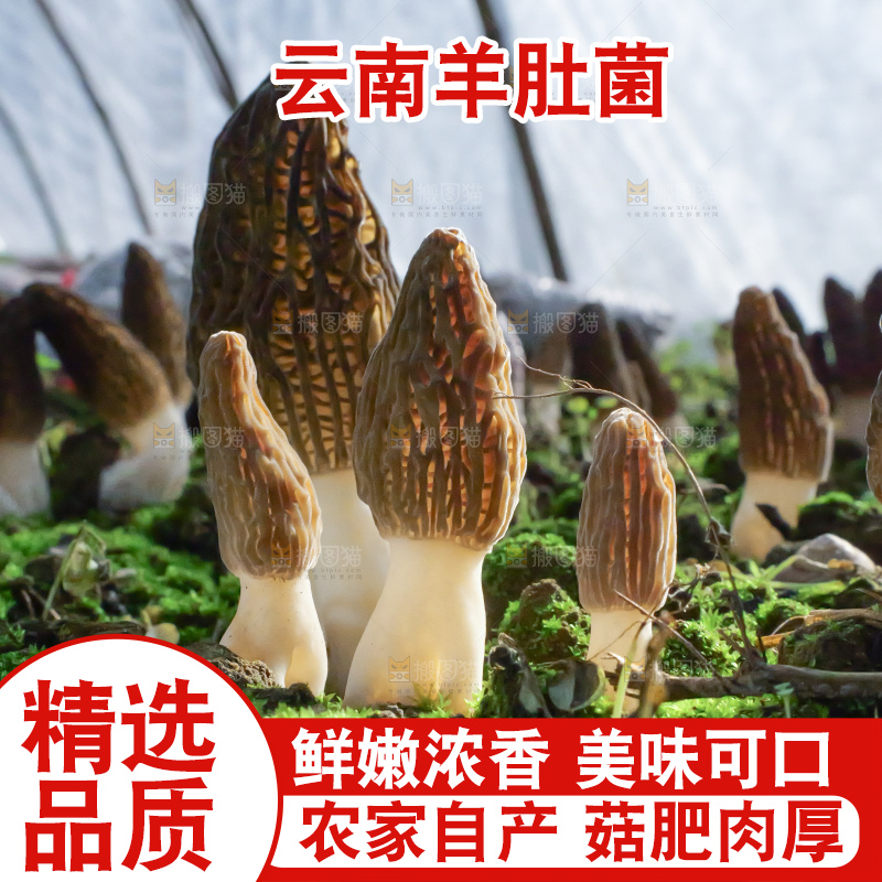 羊肚菌种植基地