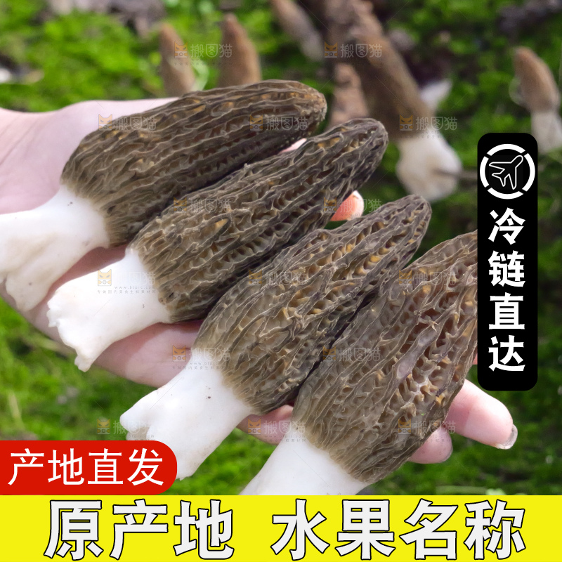羊肚菌主图