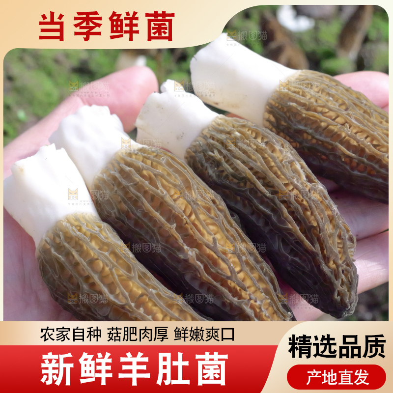 手里拿着新鲜羊肚菌
