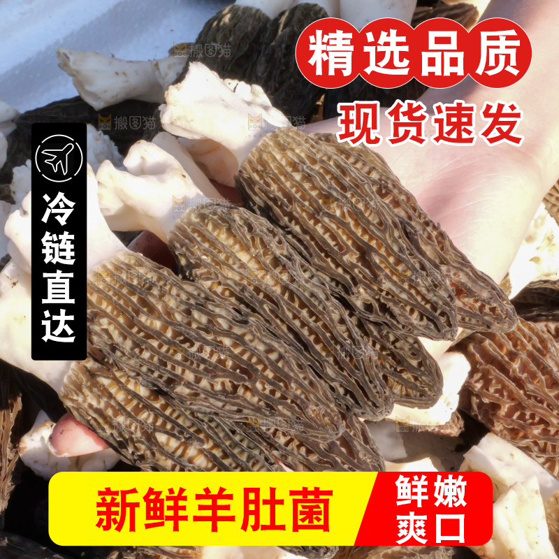 手里拿着新鲜羊肚菌