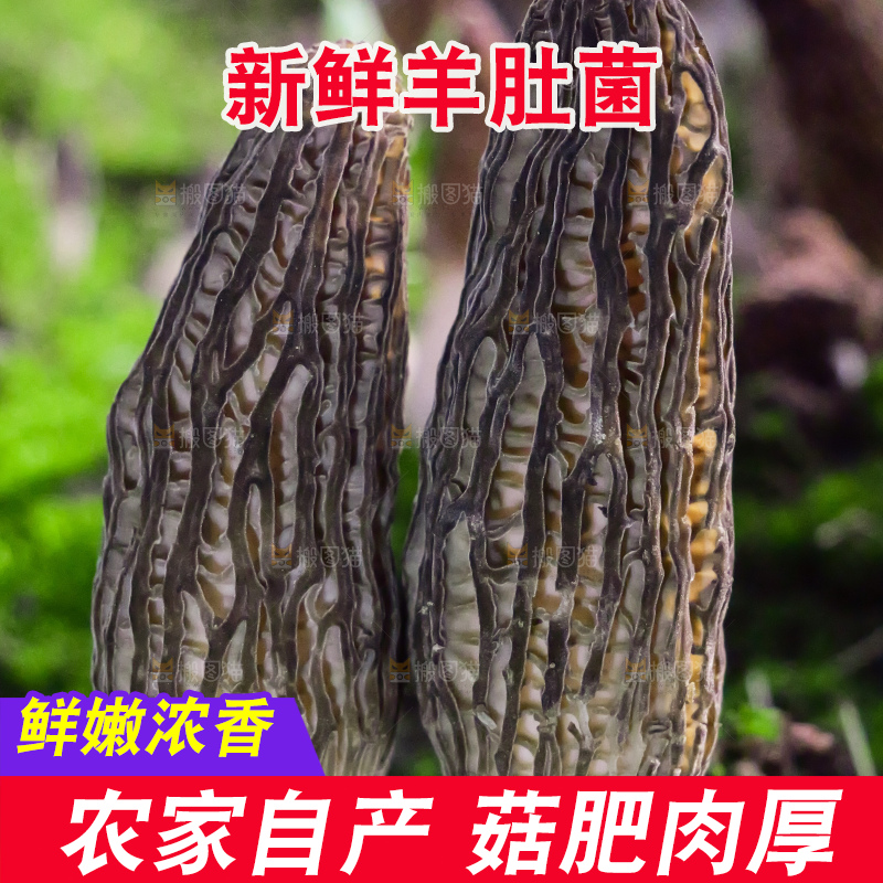 手里拿着新鲜羊肚菌
