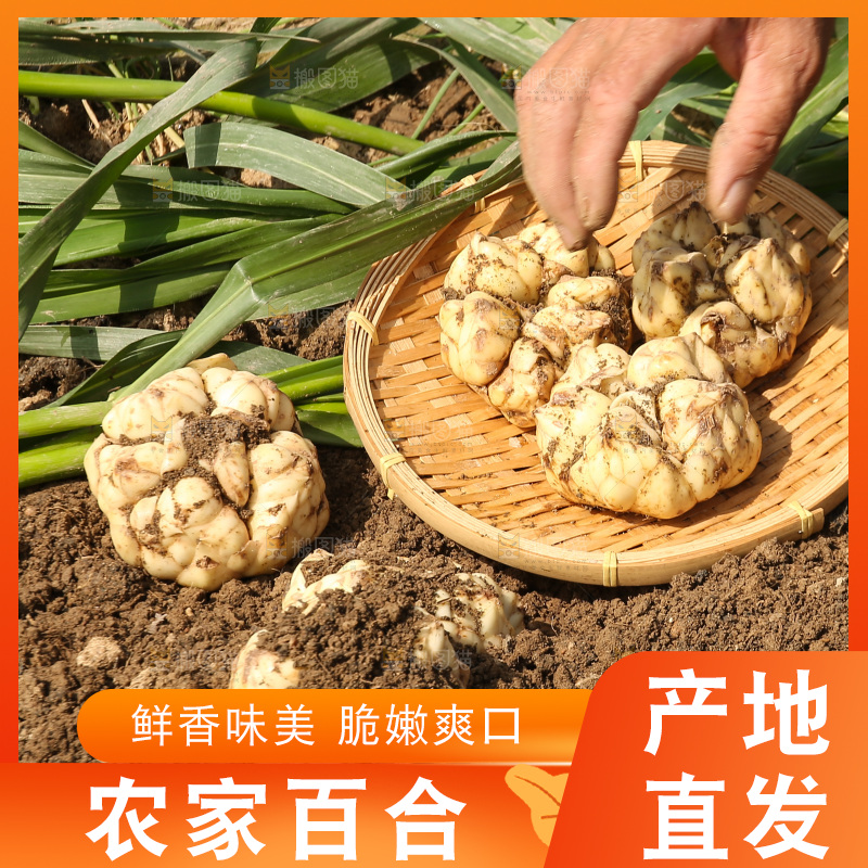 地里的新鲜百合