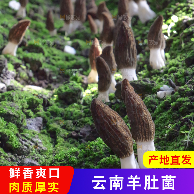 羊肚菌种植基地