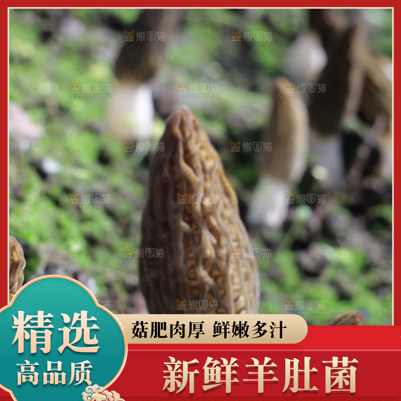 羊肚菌种植基地