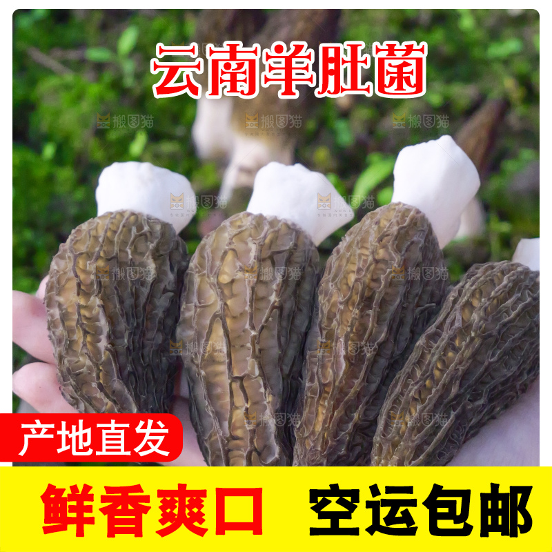 羊肚菌主图