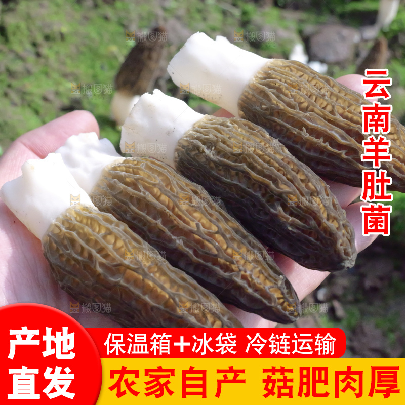 手里拿着新鲜羊肚菌