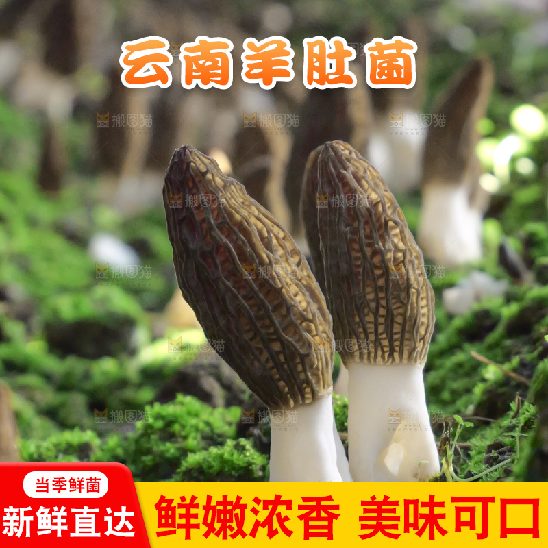 羊肚菌种植基地