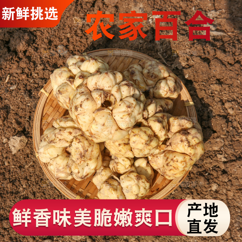 地里的新鲜百合