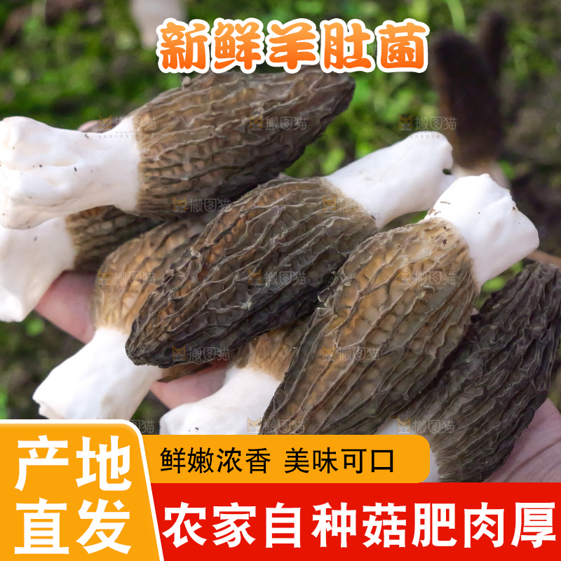 手里拿着新鲜羊肚菌
