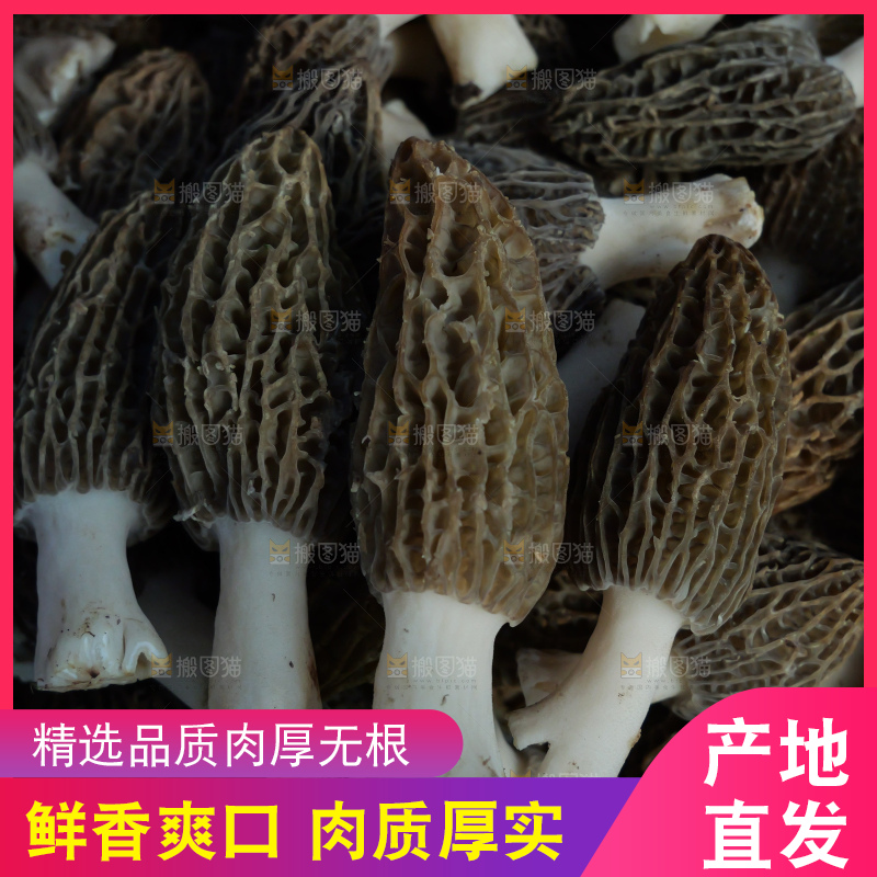 堆放着的新鲜羊肚菌