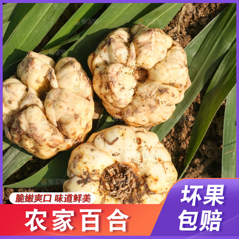 地里的新鲜百合