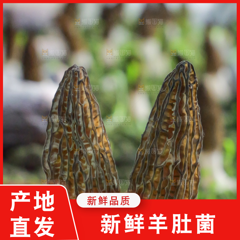 手里拿着新鲜羊肚菌