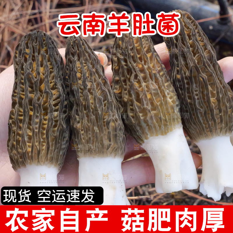 手里拿着新鲜羊肚菌