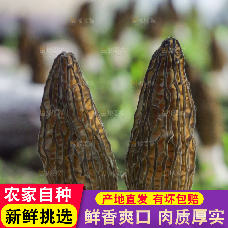 手里拿着新鲜羊肚菌