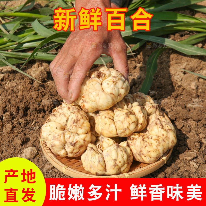 地里的新鲜百合